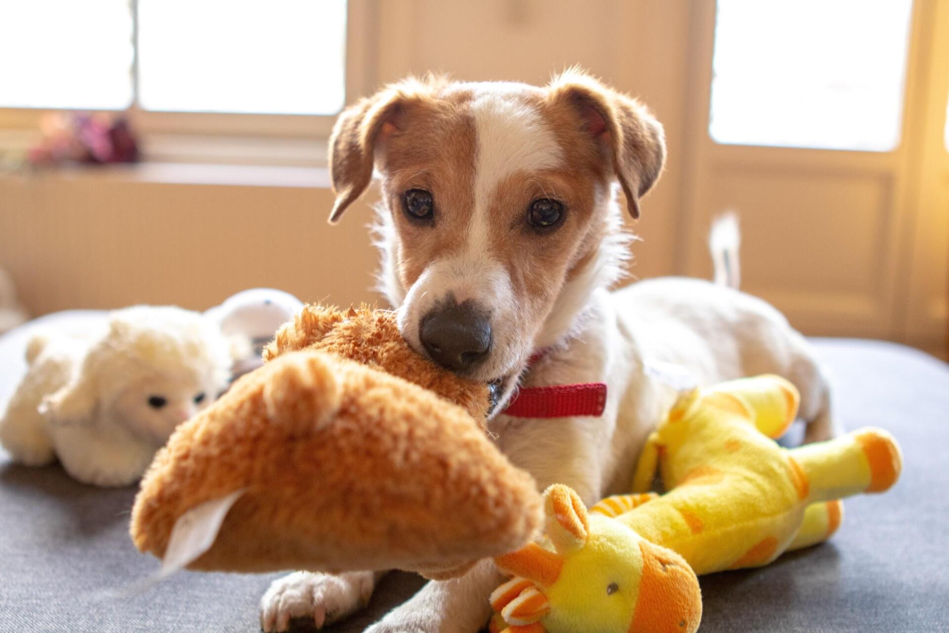 Choosing the right toys for your dog