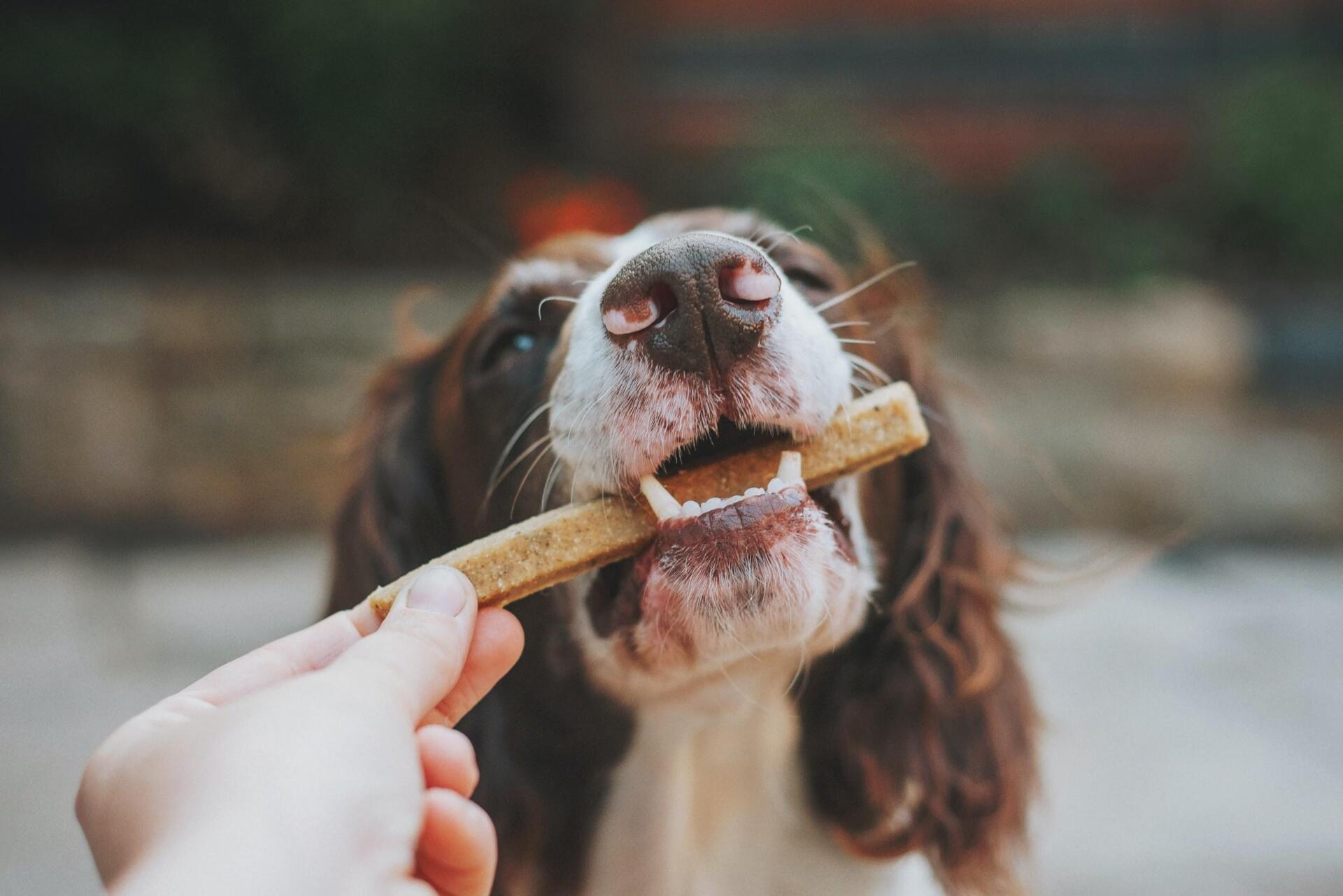 Dog getting essential nutrients from bone