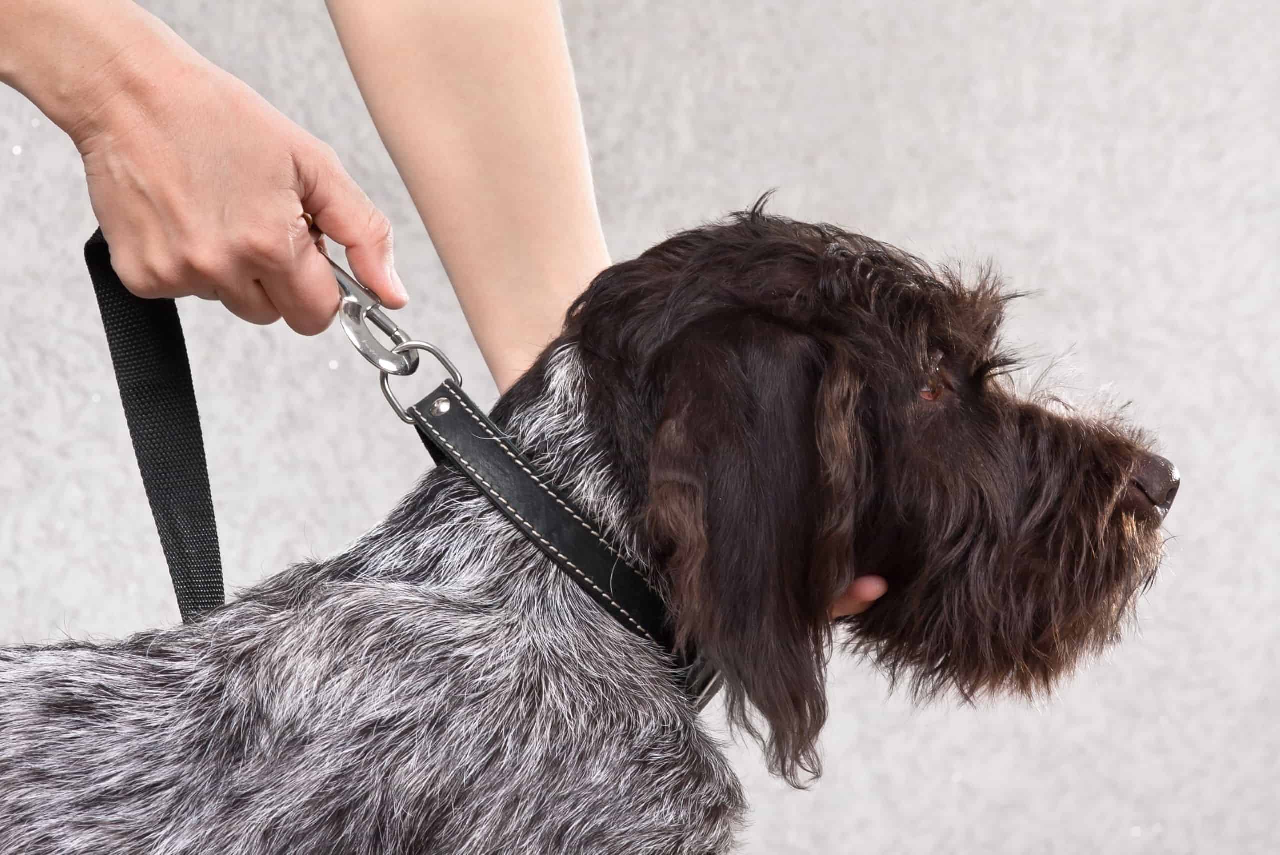 dog-collars-and-leashes