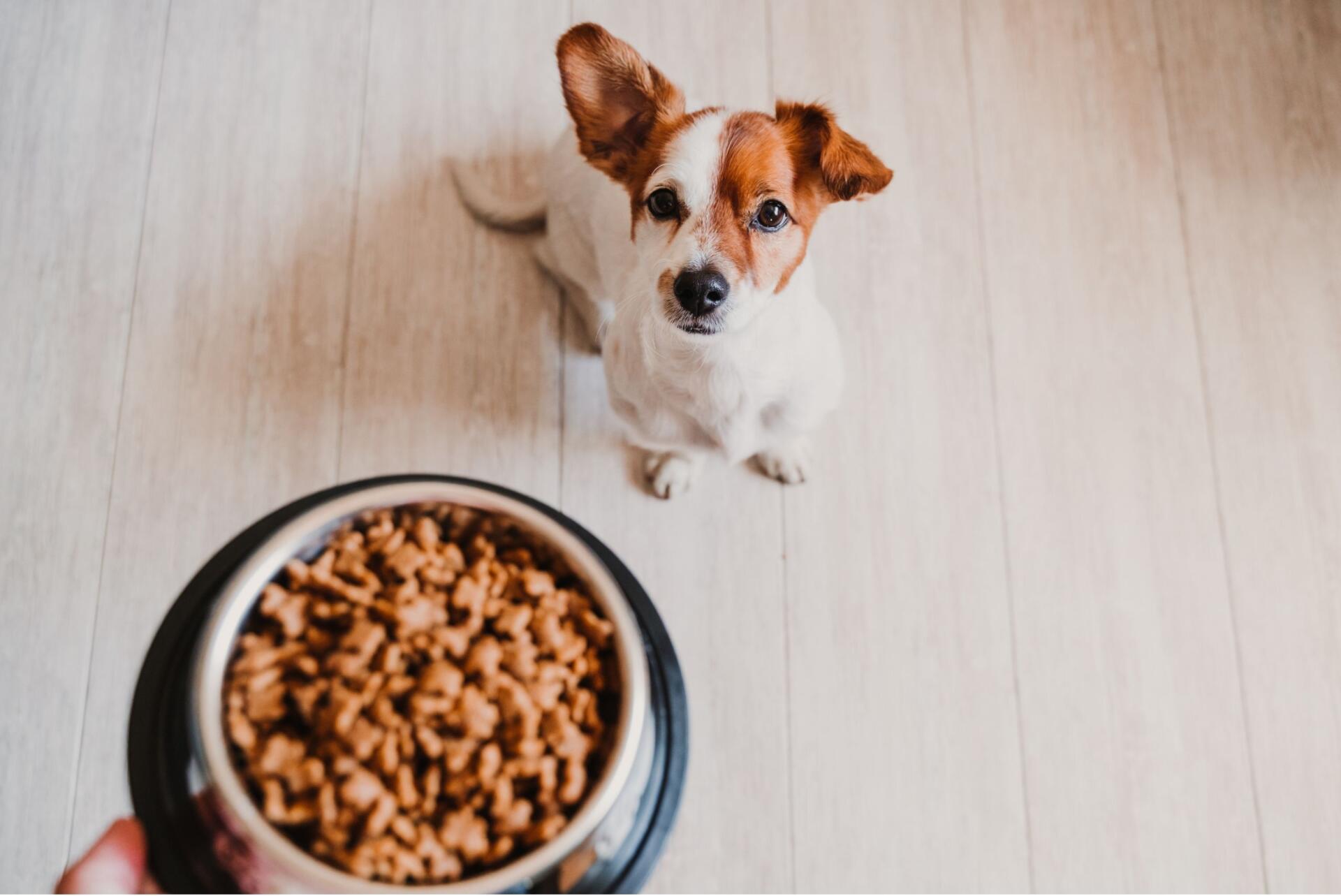 how-to-choose-dog-food