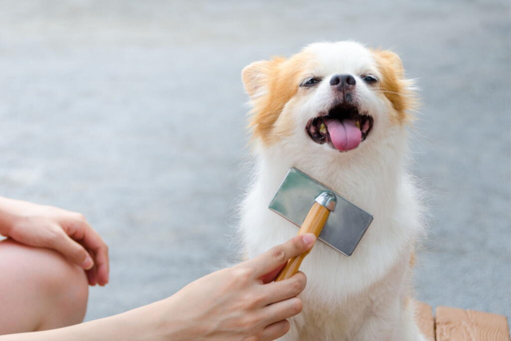 groom-your-dog-at-home-pick-the-right-brush