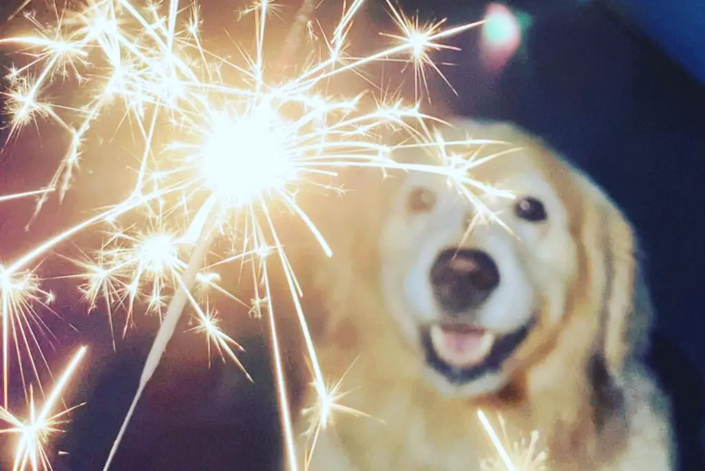 Why are dogs scared of fireworks? TIps to help them cope.