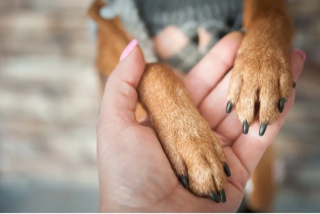 why-do-dogs-lick-their-paws-examine-the-paws