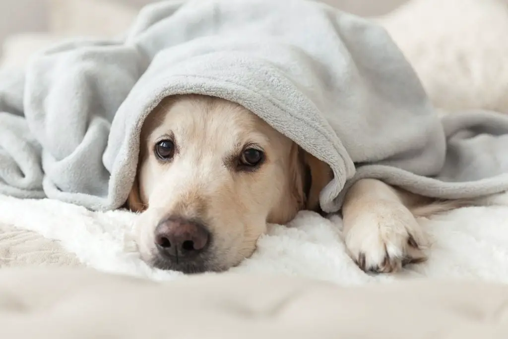 how-to-keep-a-dog-warm-in-the-winter-warm-space