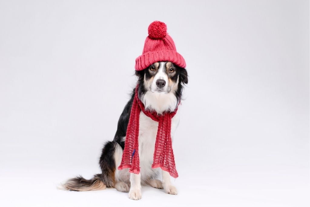 how-to-keep-a-dog-warm-in-the-winter
