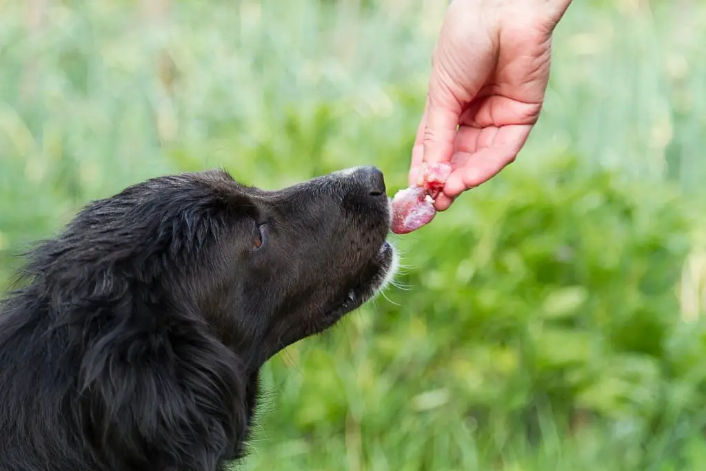 raw-meat-diet-for-dogs-benefits