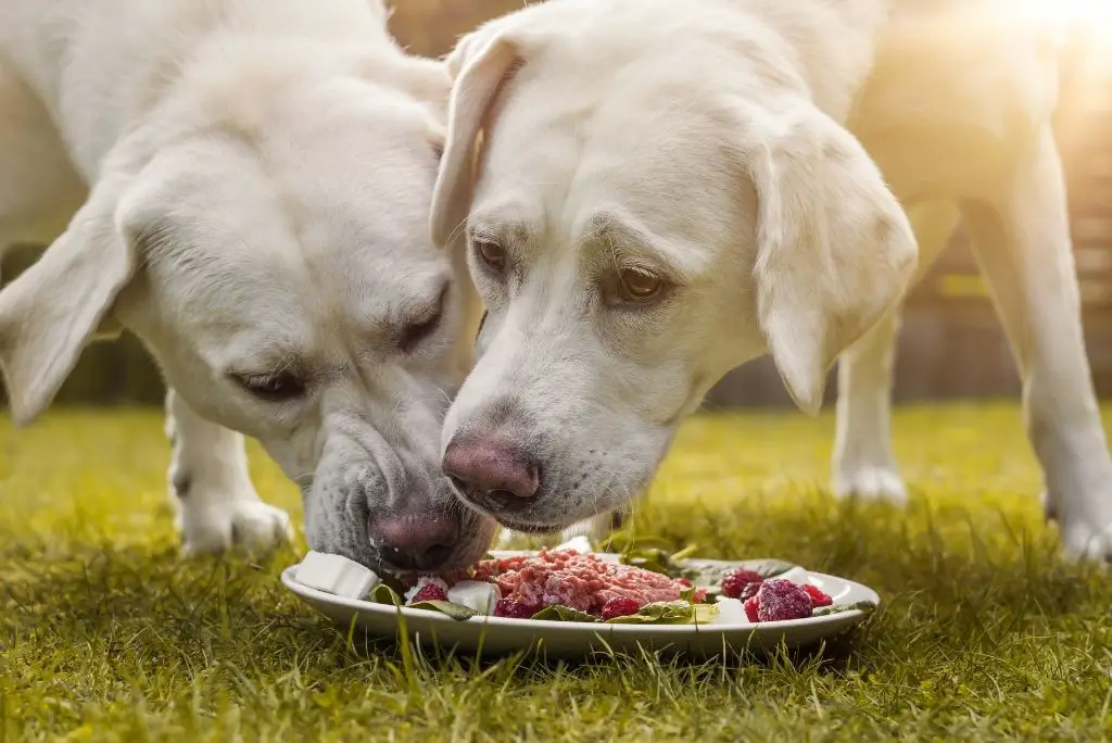 raw-meat-diet-for-dogs-risks