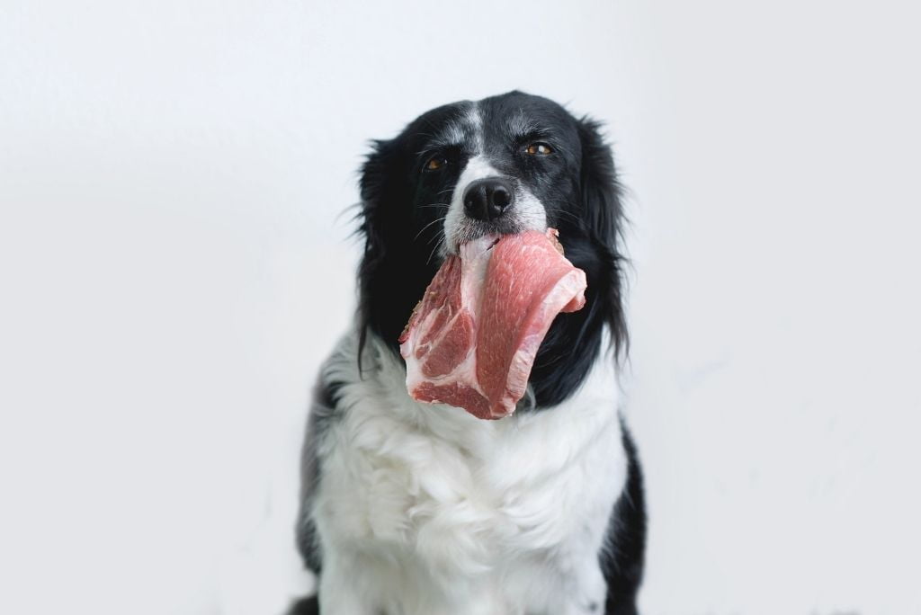 raw-meat-diet-for-dogs