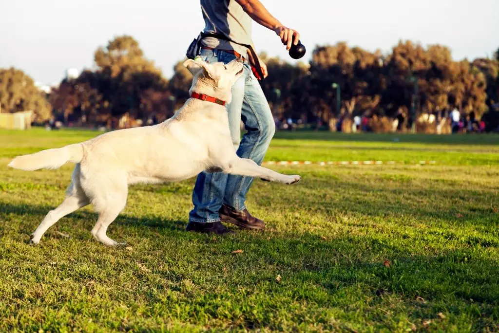 how-to-choose-a-dog-trainer-certification