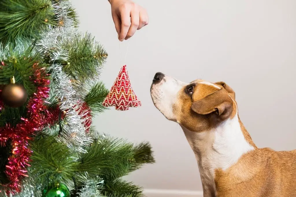 christmas-gifts-for-dogs-toy