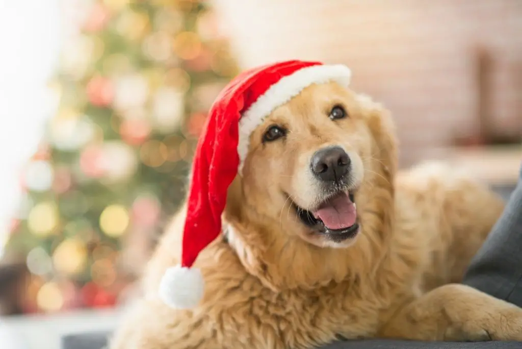 christmas-gifts-for-dogs