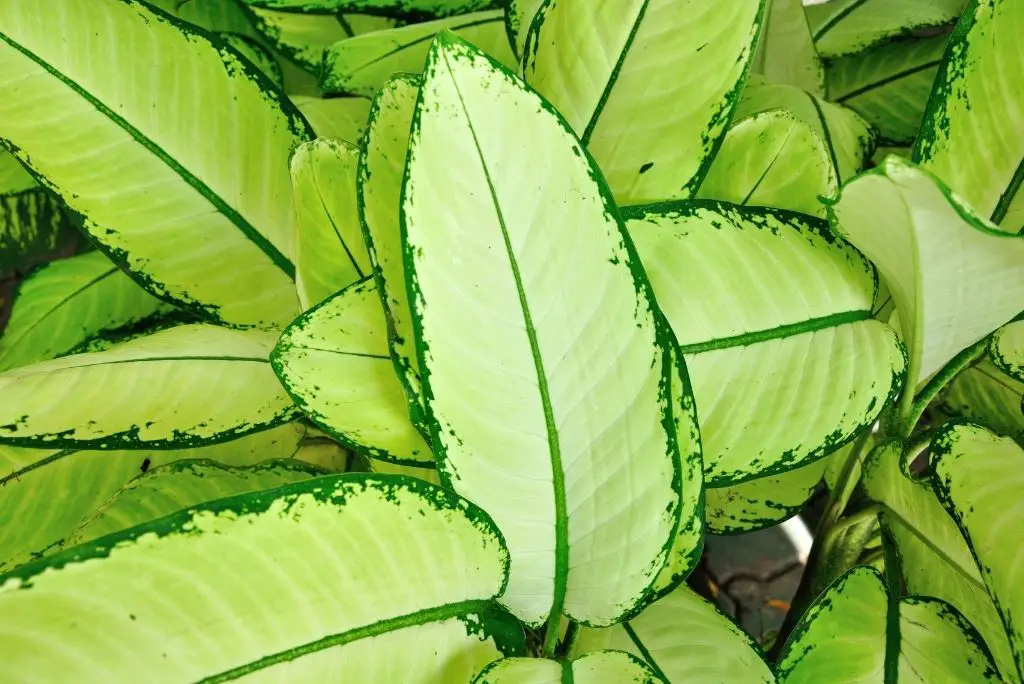 houseplants-poisonous-to-dogs-dumb-cane