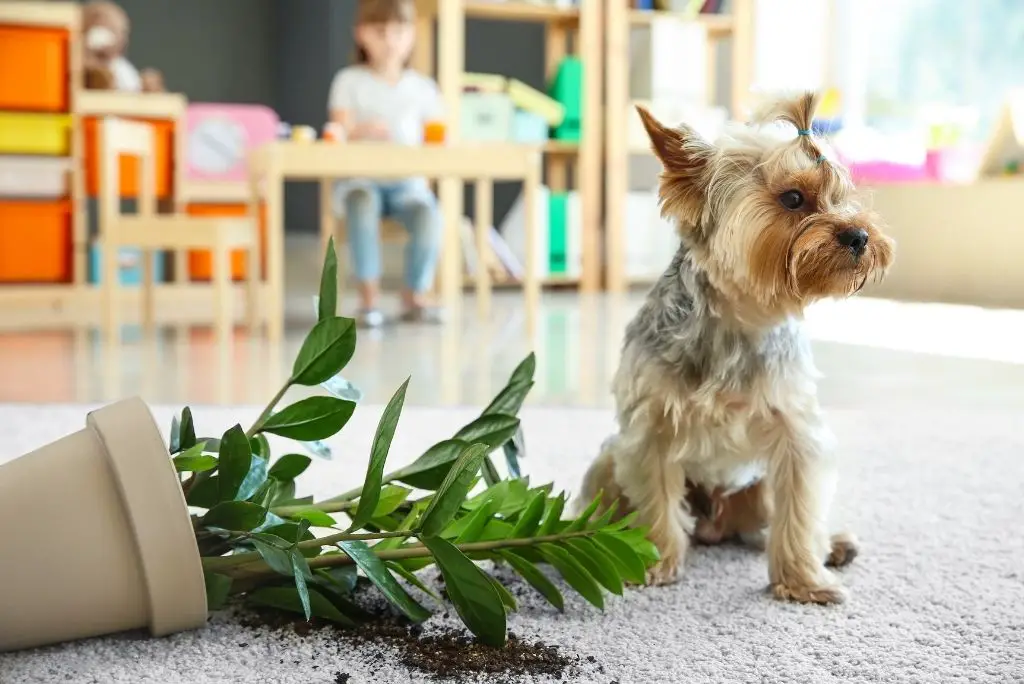 houseplants-poisonous-to-dogs