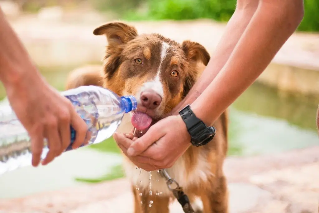 signs-your-dog-is-dehydrated