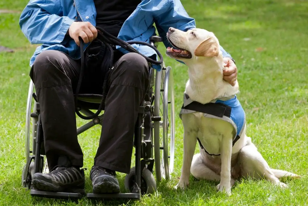 types-of-service-dogs-mobility-assistance-dogs