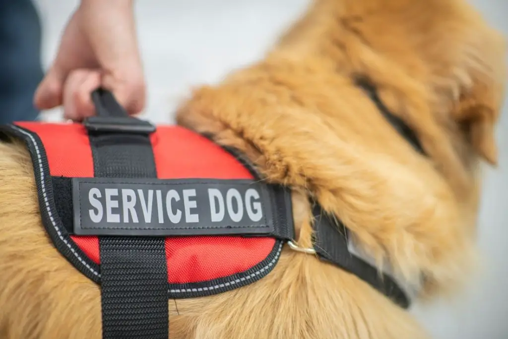 types-of-service-dogs