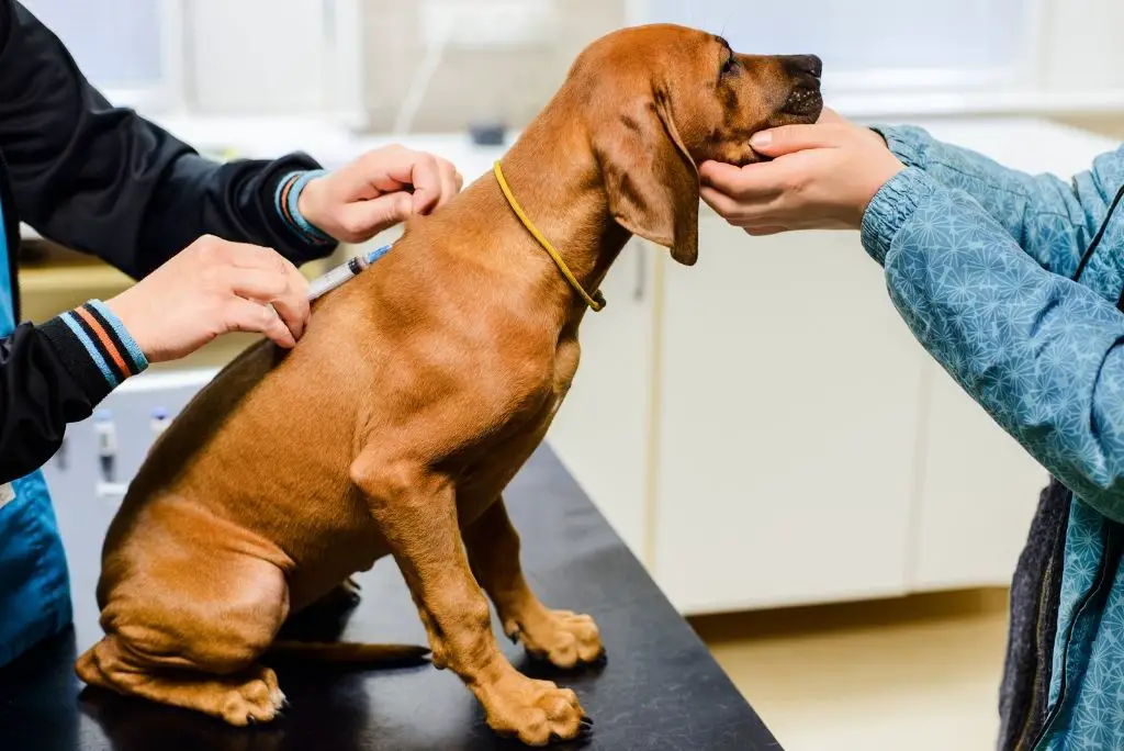what-happens-to-a-dog-with-parvovirus-vaccine
