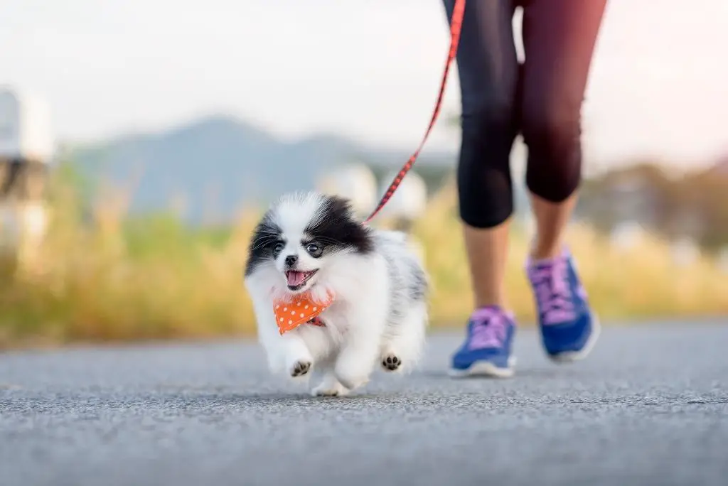 train-your-dog-to-run-with-you