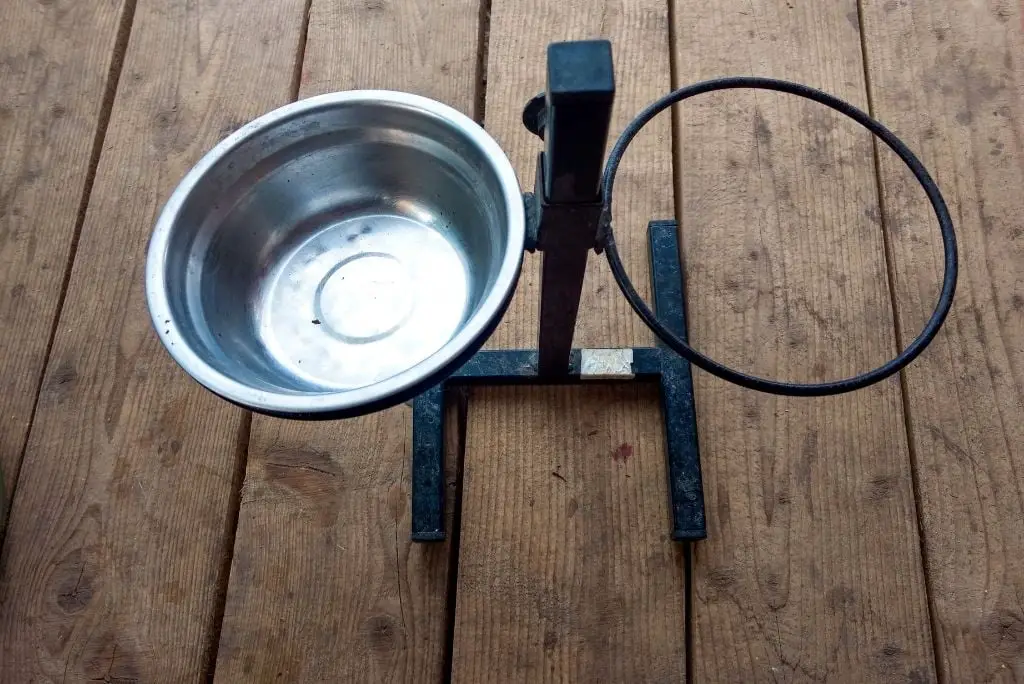 how-to-correctly-feed-a-dog-raised-bowl