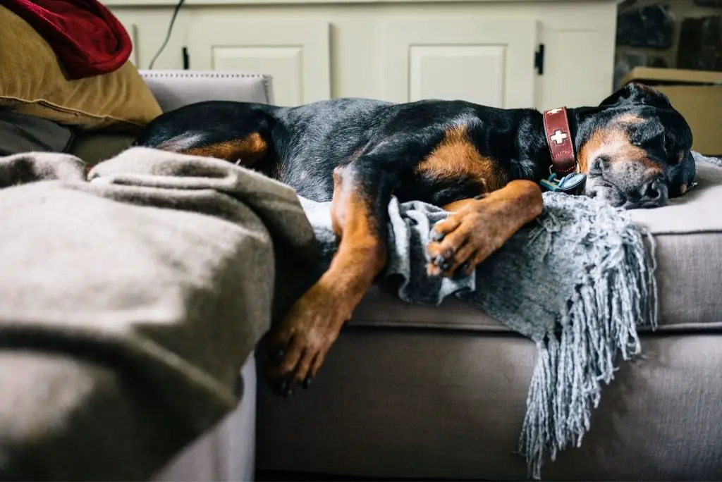 where-should-dogs-sleep-at-night-bed