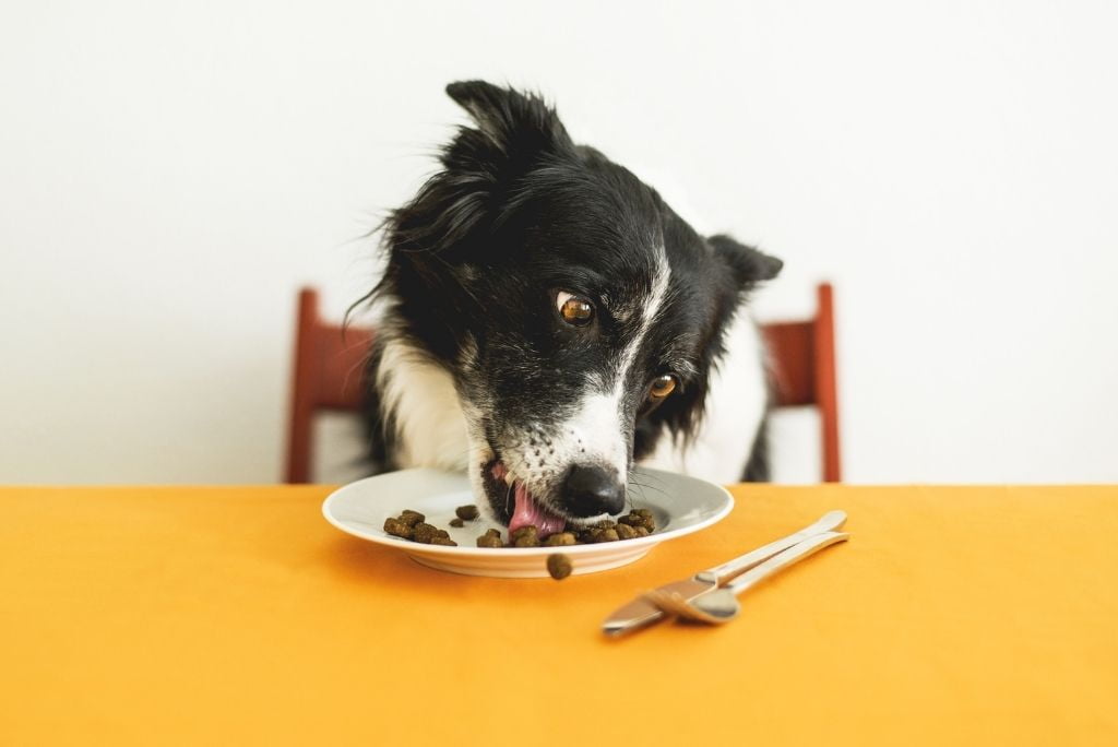 dog-food-recalls-main-causes