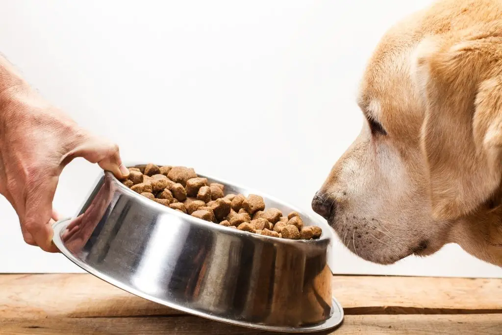 dog-food-recalls