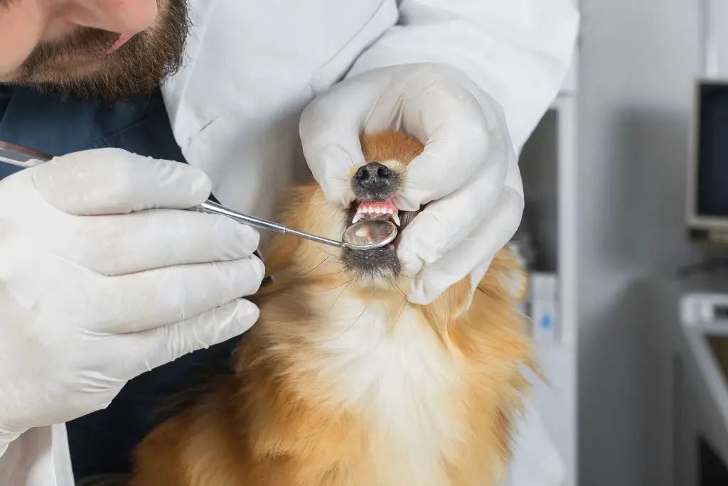healthy-dog-gums-prevent-and-treat-gum-disease