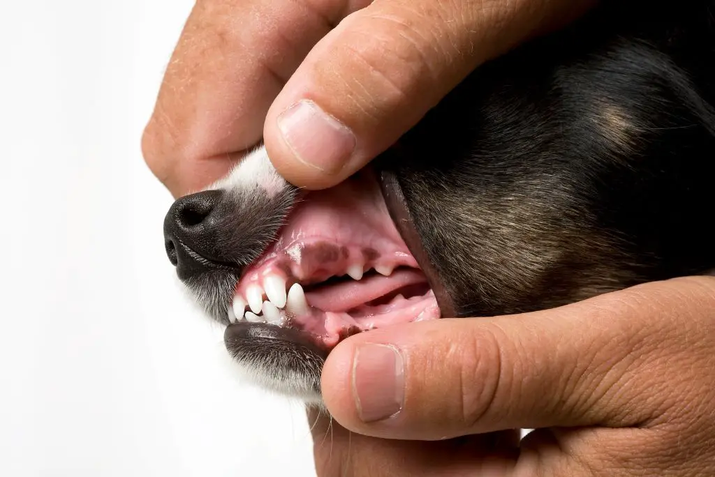 healthy-dog-gums-what-do-they-look-like