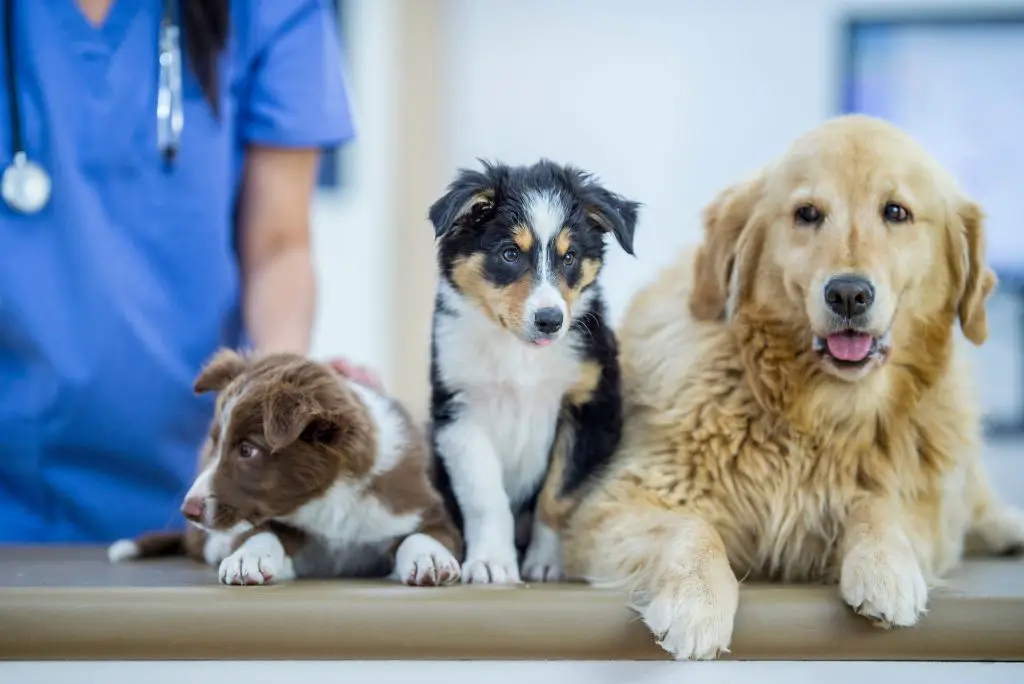 internal-parasites-in-dogs