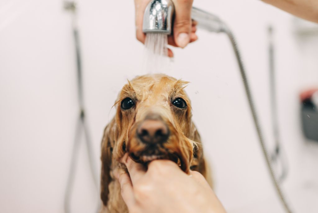 reduce-dog-shedding-and-reduce-dog-smell-bath