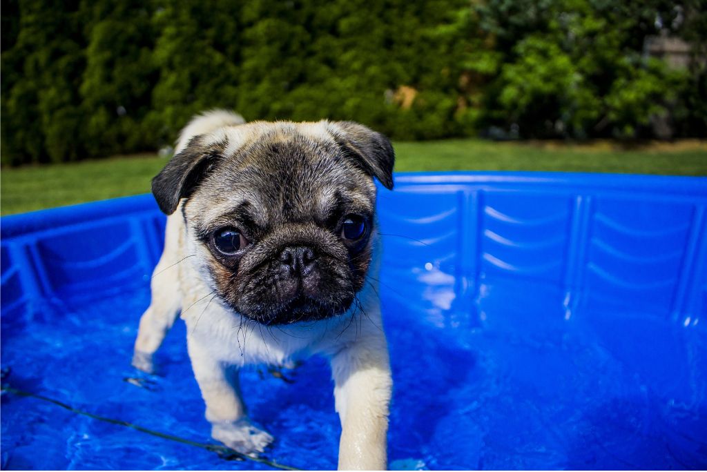 dog-friendly-backyard-pool