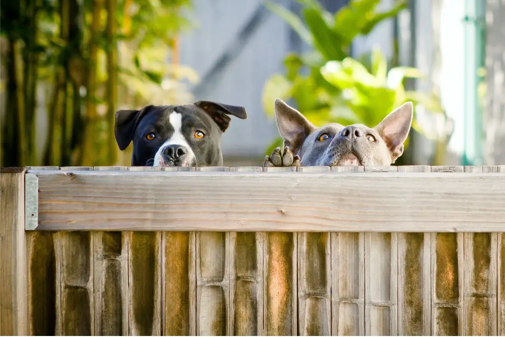 dog-friendly-backyard