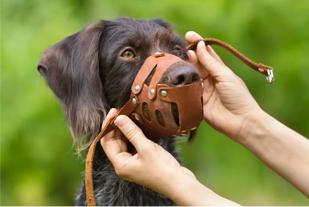 dog-muzzle-how-to-use