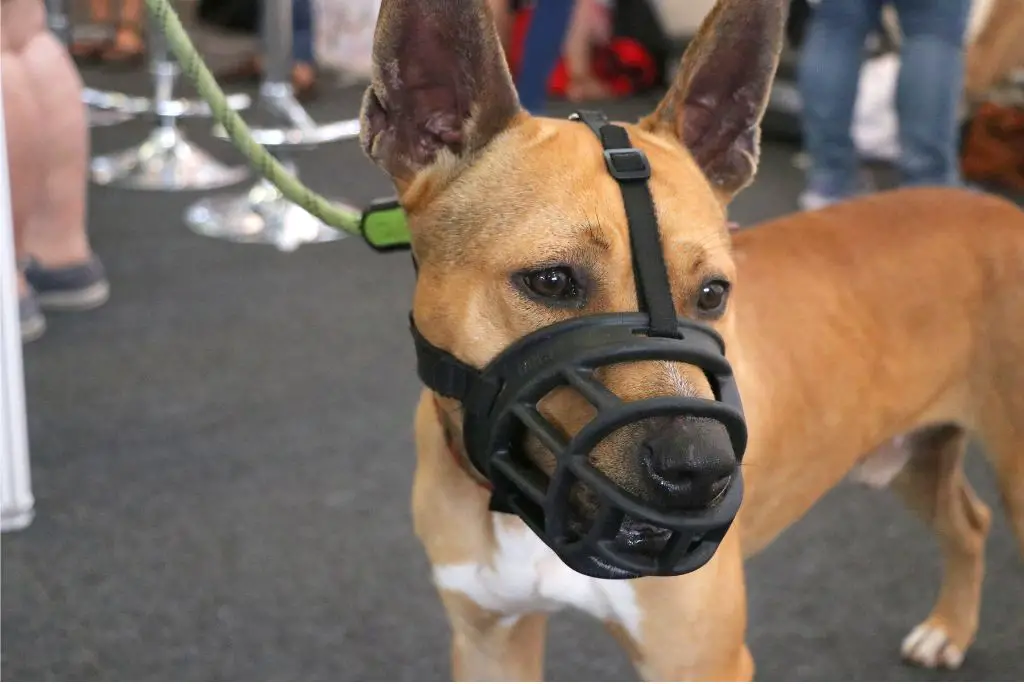 dog-muzzle-when-to-use