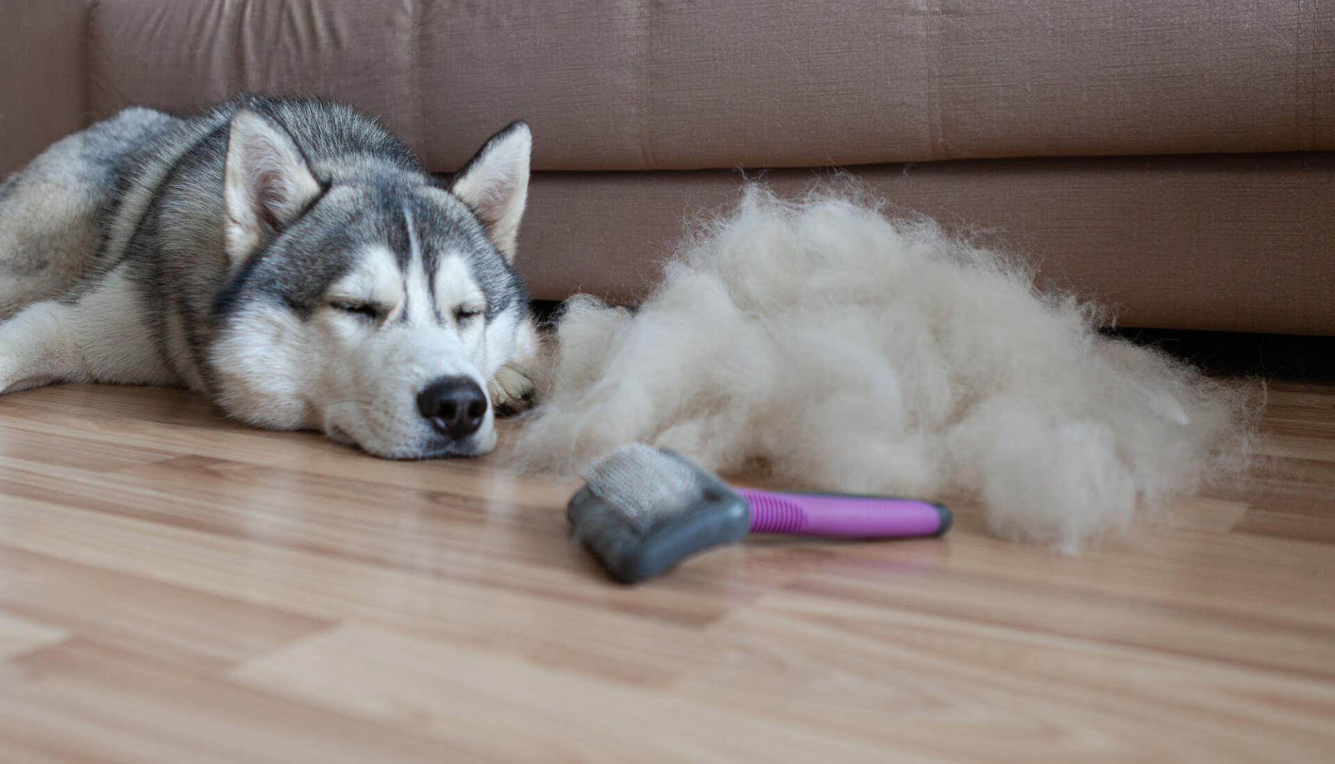 Effective coping with dog shedding