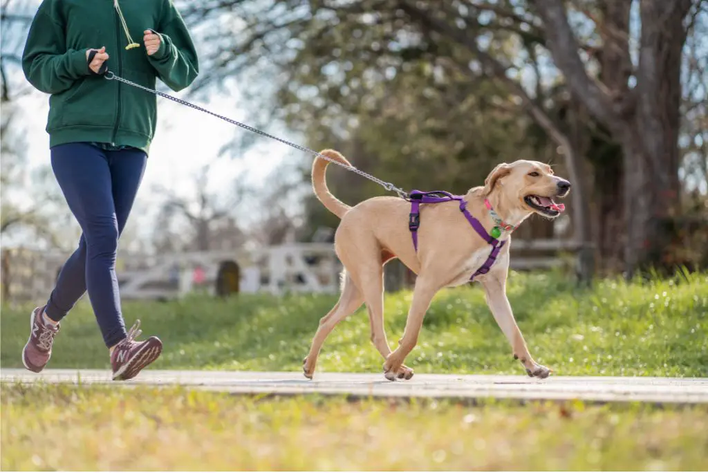 time-saving-tips-for-dog-owners-exercise