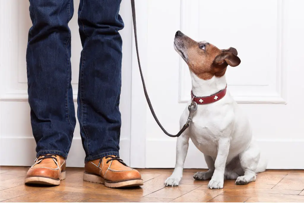 time-saving-tips-for-dog-owners-walking-station