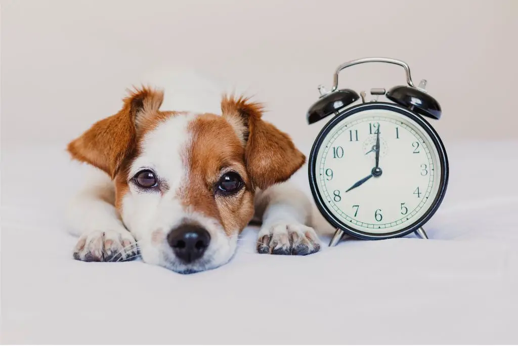 time-saving-tips-for-dog-owners