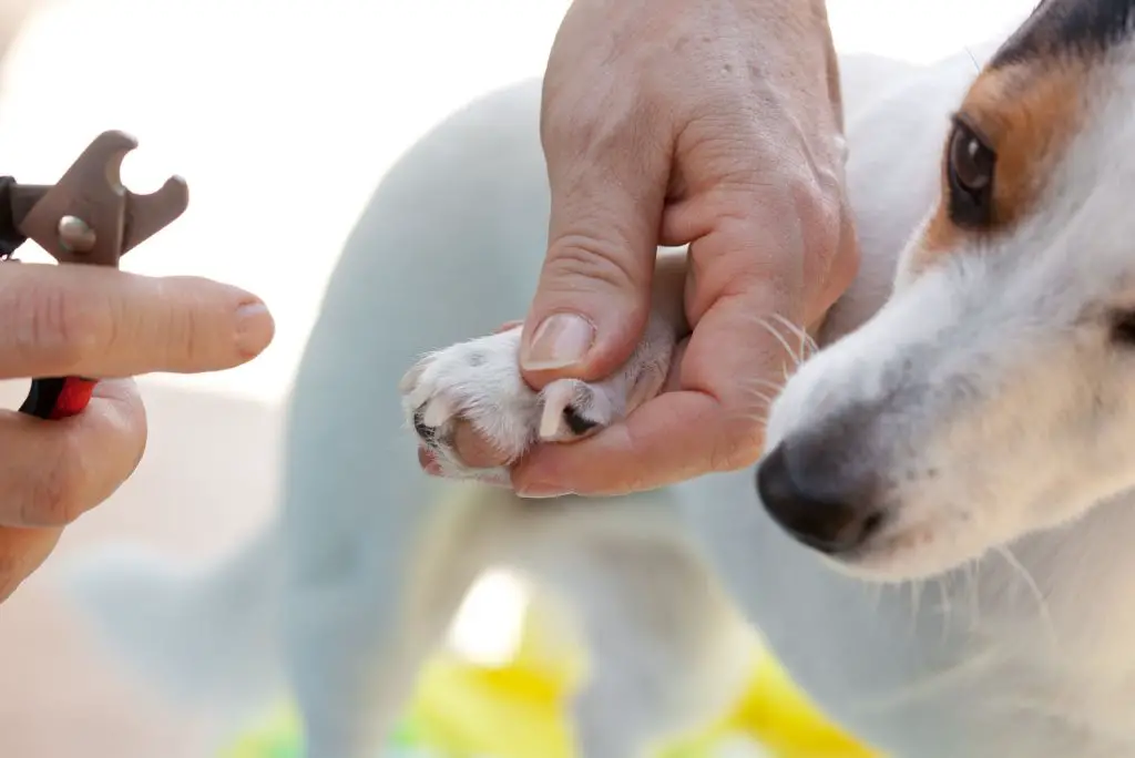 money-saving-tips-dog-owners-trim-nails