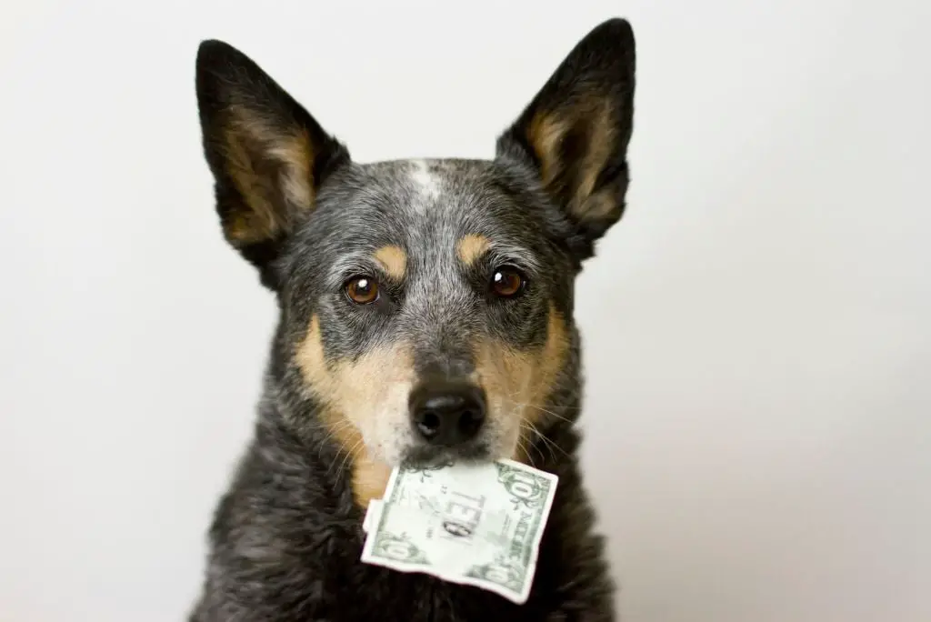 money-saving-tips-dog-owners