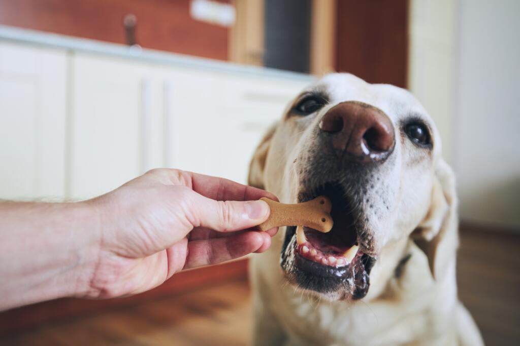 Feeding a dog treats as part of a dog diet