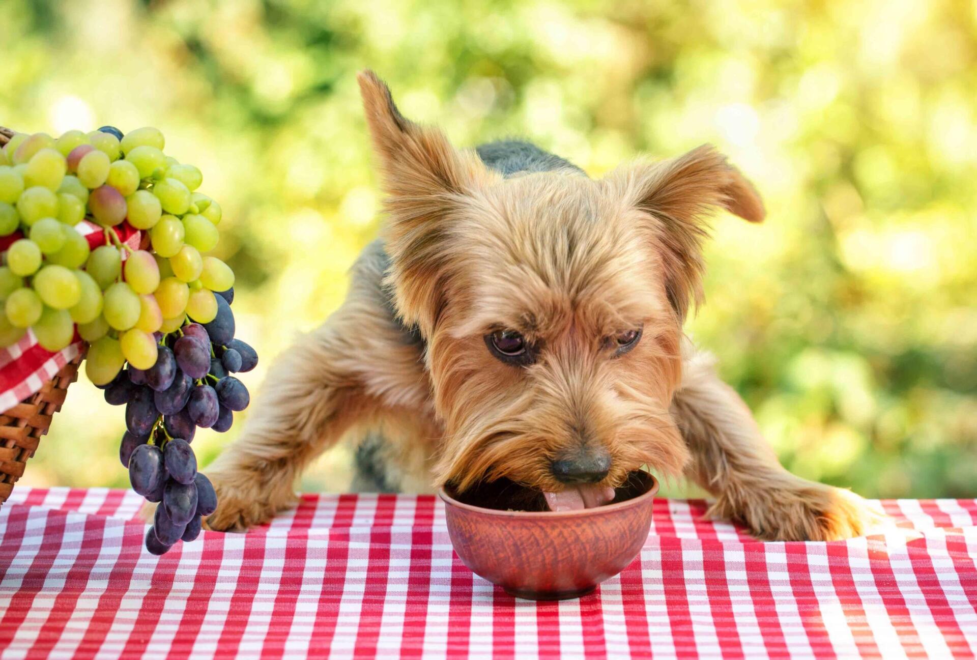 Pet eating a healthy dog diet