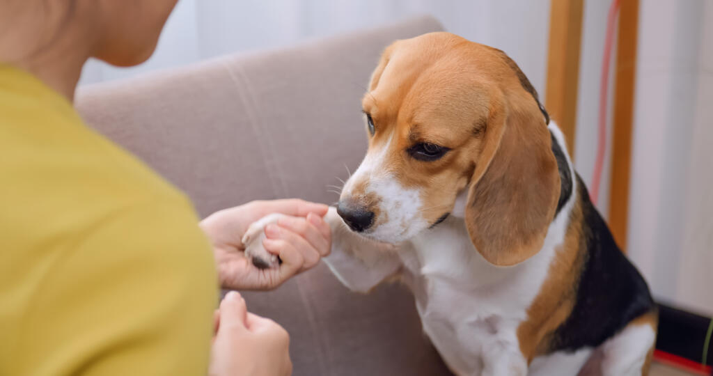 Dealing with common dog behavior problems