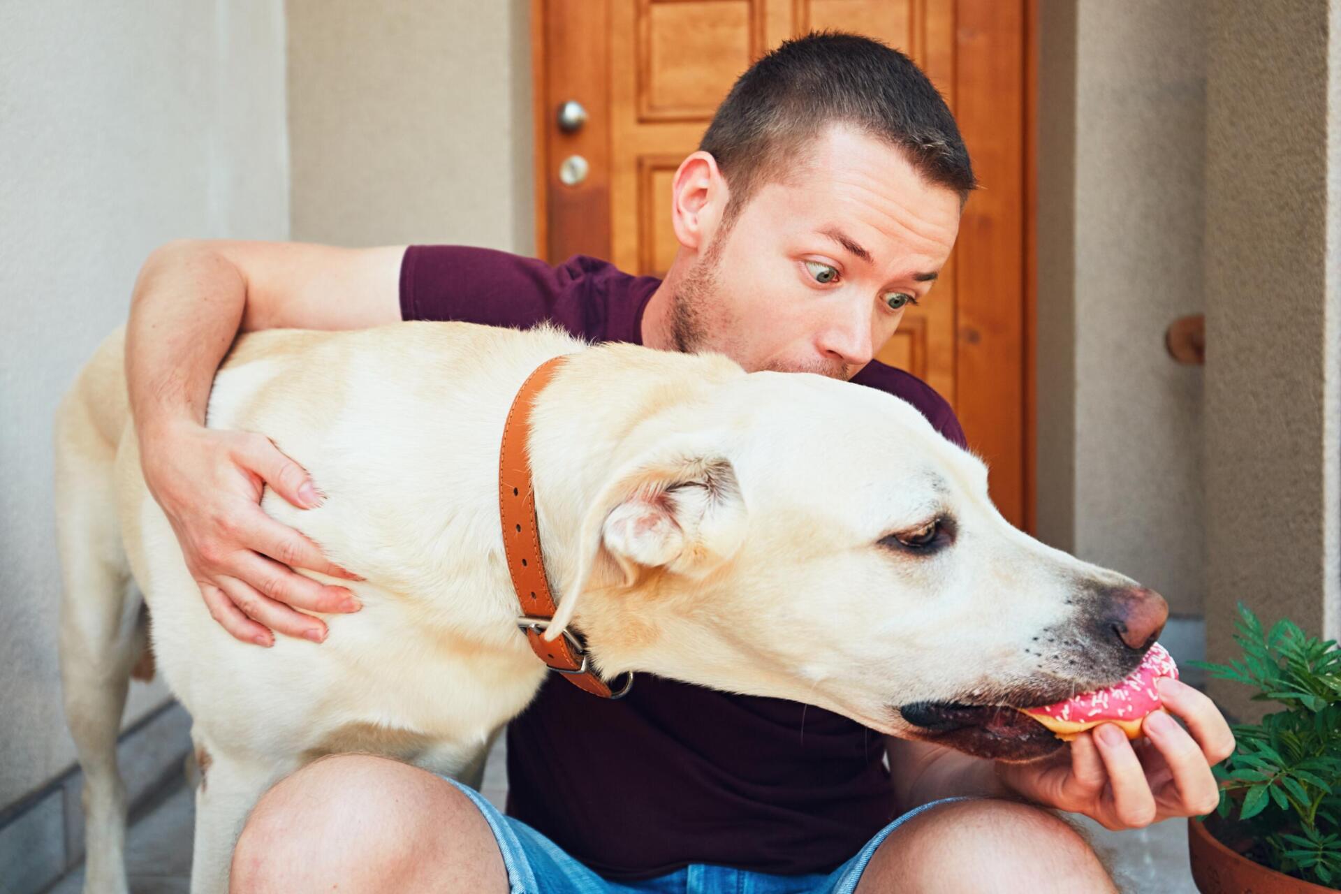 Common dog behavior problems and solutions