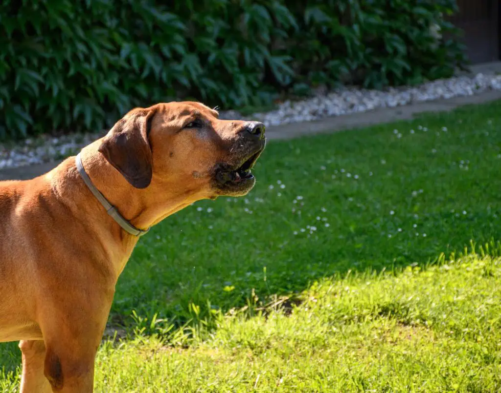 Dealing with common dog behavior problems like barking