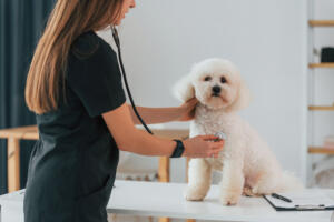 Helping Fido Dog Health Resources