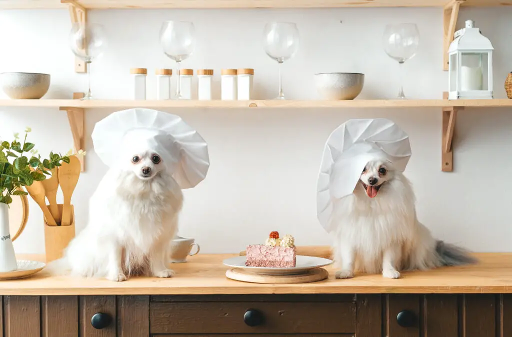 Dogs in the kitchen