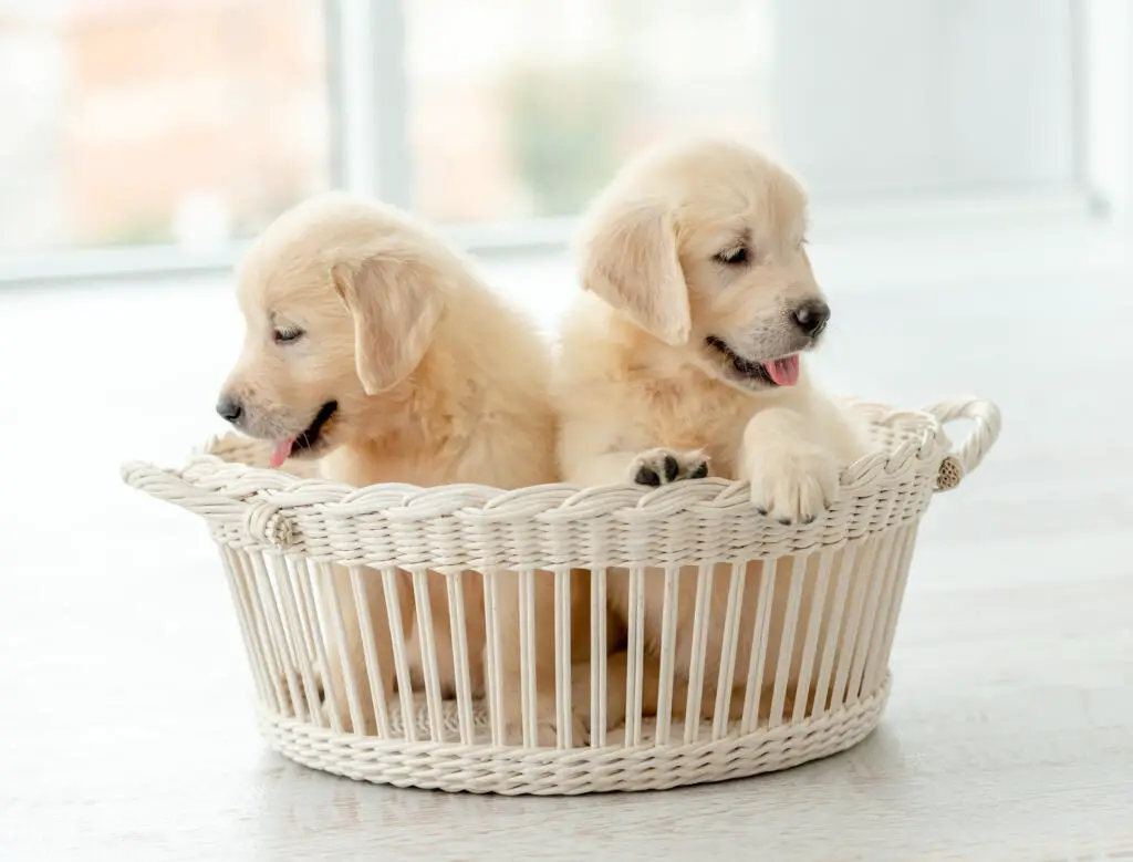 Puppies in the home
