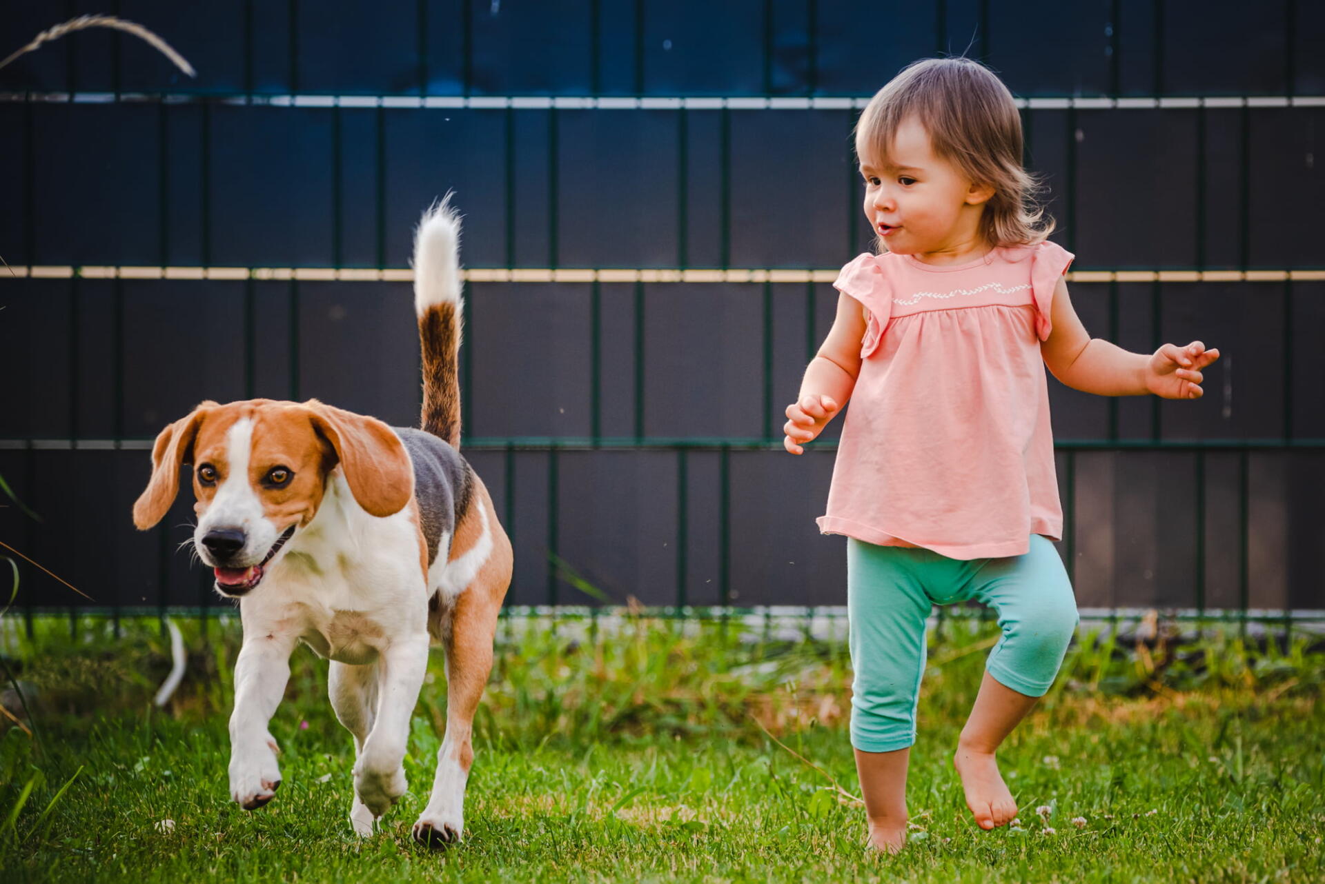 Child and beagle in a dog friendly backyard
