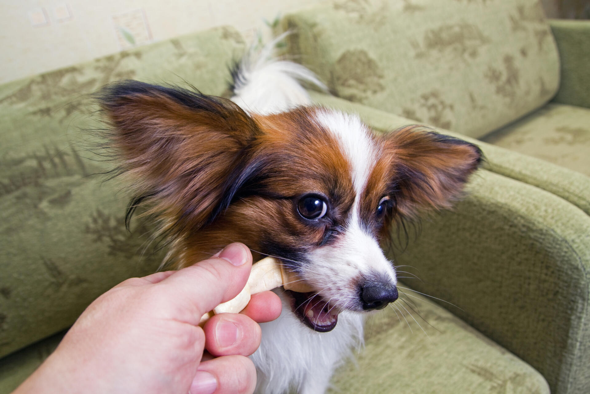 Treats to give your dog